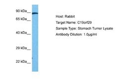 Cactin Antibody, Novus Biologicals 100 &mu;L; Unconjugated:Antibodies,